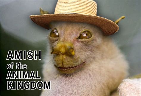 Cute Funny Animals... and Amish | Team Jimmy Joe