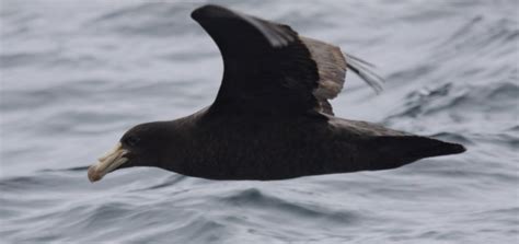 Northern Giant Petrel IMG_2782 – A birding blog by Gunnar Engblom