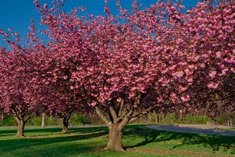 Complete Guide To Apple Tree Pollination - Minneopa Orchards