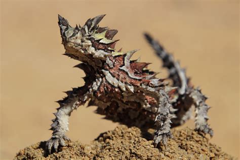 Australian Lizards – Herping the Thorny Devil – Quolling Around