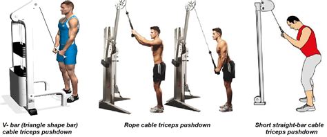 Cable Triceps Pushdown Exercise • Bodybuilding Wizard