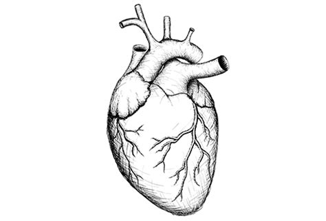 Heart Disease Drawing | Free download on ClipArtMag