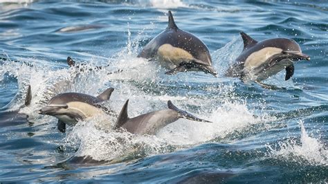 The Different Types of Dolphins – Harbor Breeze