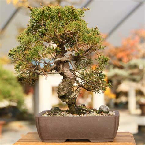 Shimpaku Juniper: Evergreen Bonsai - New England Bonsai