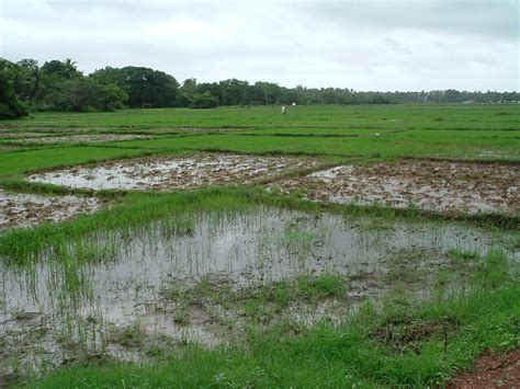 Secondary Succession In Abandoned Agricultural Lands Of Western Odisha ...