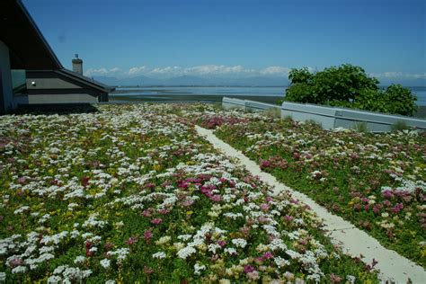 NATS LiveRoof – Boundary Bay Beach Home « NATS Nursery Ltd. - Native Plants