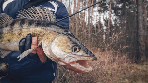 Lindy Rig Set Up: Full Guide to Using This Great Walleye Rig