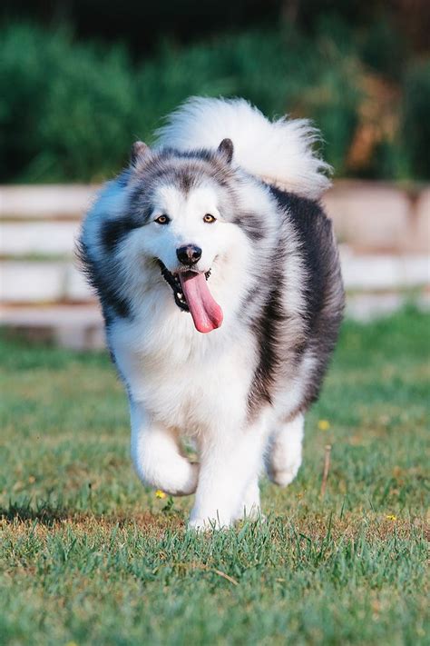 12 Best Brushes for a Alaskan Malamute! | Malamute, Alaskan malamute, Malamute puppies