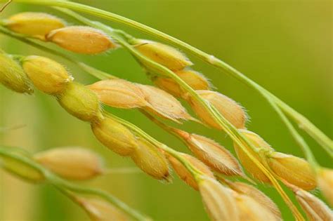 Panicle Rice Stock Photos, Pictures & Royalty-Free Images - iStock