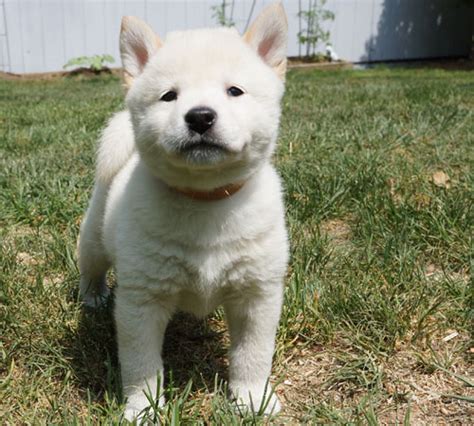 Shiba Inu Puppies | Shiba Inu Puppies by Icewind Shibas