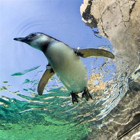 Download Penguin Bird Animal PFP