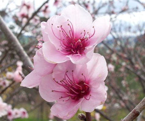 Delaware State Flower - The Peach Blossom - ProFlowers Blog | Peach ...