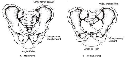 Male vs Female Pelvis