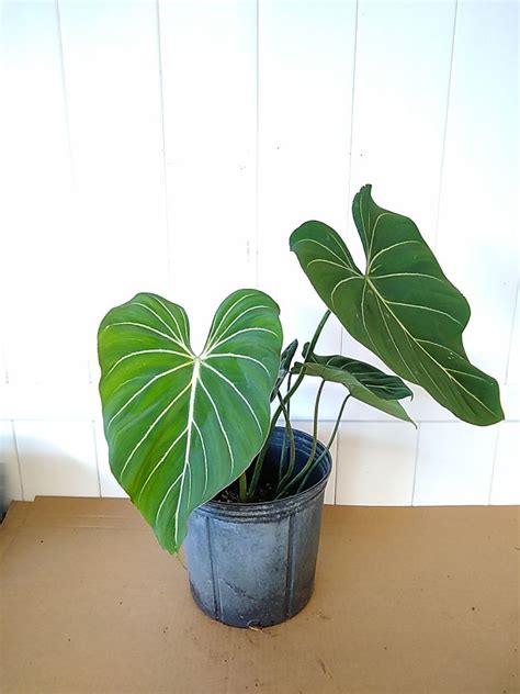 Philodendron gloriosum | PlantVine