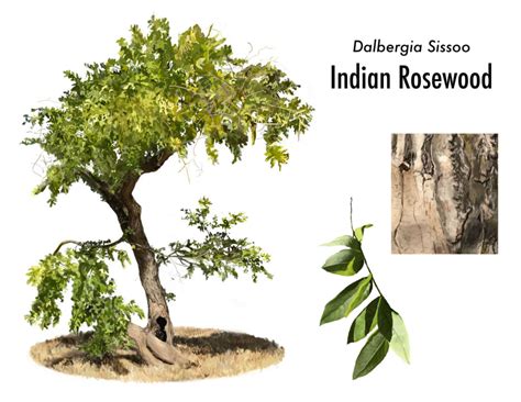 தோதகத்தி மரம் (Indian Rosewood Tree) | YIB