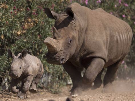 Endangered African rhinos might be moving to Texas - Business Insider