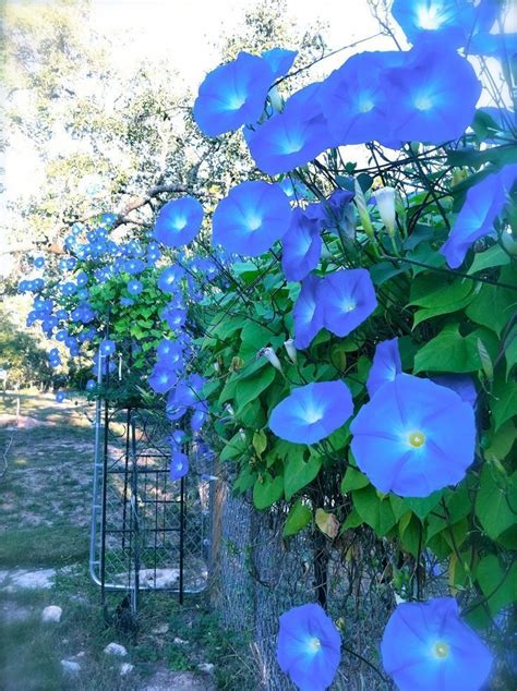 Gardening- a creative journey — Morning glories (via TumbleOn) | Blue ...