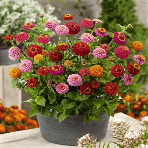 Lilliput Zinnias Seed For Planting - Zinnia Mix Flower Seeds