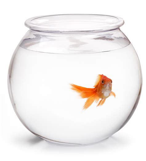 Free Fishbowl, Download Free Fishbowl png images, Free ClipArts on ...