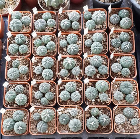 RARE Cactus Seed, Real Fresh Cactus Seed, Astrophytum Seed Mix, 30-90 ...