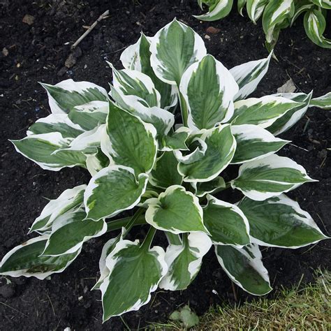 Hosta Patriot – Easy To Grow Bulbs