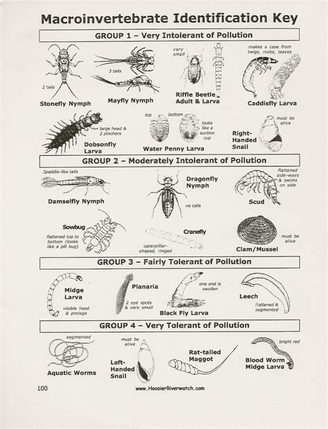 Pond Bugs Identification