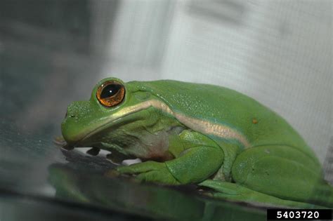 green tree frog (Hyla cinerea)