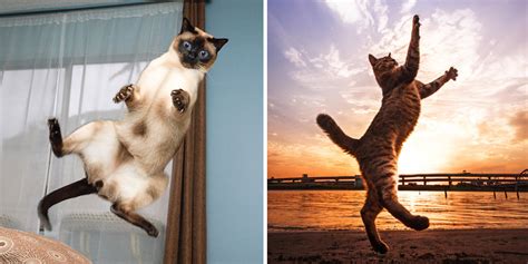 Jumping Cats At Play Look Like Ninjas | Bored Panda