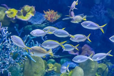 水族館のカラフルな海の魚 | プレミアム写真