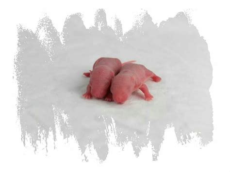 newborn rat pups! Rats, Animals And Pets, Lovin, Pup, Creatures ...