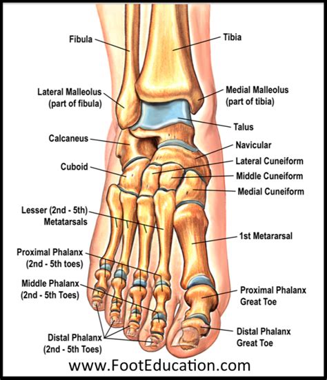 Bones and Joints of the Foot and Ankle Overview - FootEducation