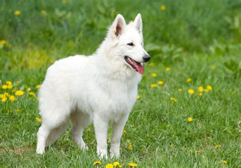 Tout savoir sur le Berger Blanc Suisse