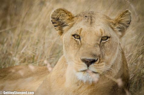 5 Quick Tips For Better Safari Photos | Wildlife Photography