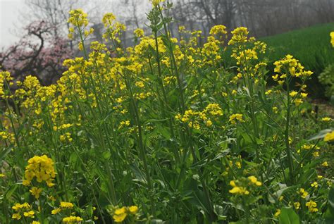 Rapeseed Plant Free Stock Photo - Public Domain Pictures