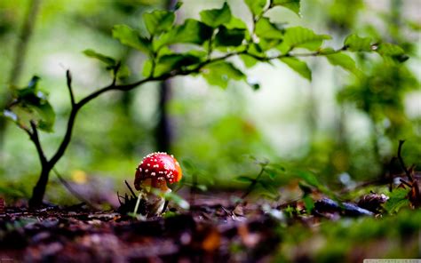 🔥 [75+] Mushroom Wallpapers | WallpaperSafari