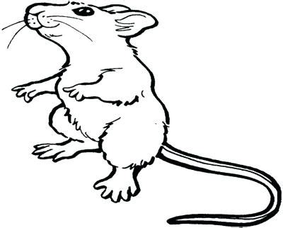 Gerbil Drawing at GetDrawings | Free download