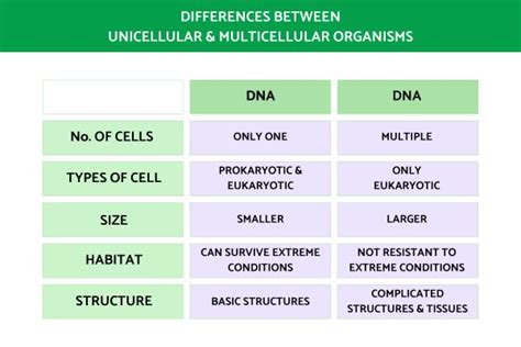 Difference Between Unicellular and Multicellular Organisms With Examples