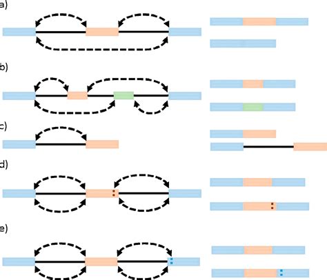 Figure 1 from Evolution of the Early Spliceosomal Complex—From ...