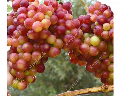 Parkentsky Rozovy Table Grape Vine