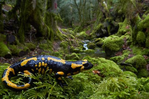 Metamorphosis as a driver of morphological diversity in Salamanders | Nature Portfolio Ecology ...