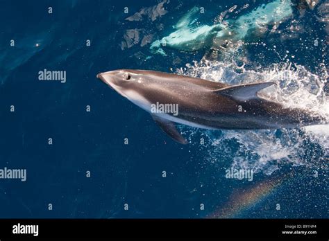 Pacific white sided dolphin jumping hi-res stock photography and images - Alamy