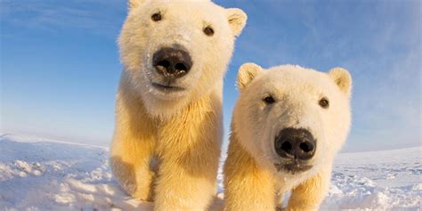 Polar Bear Cubs at Risk Due to Seismic Testing in the Arctic