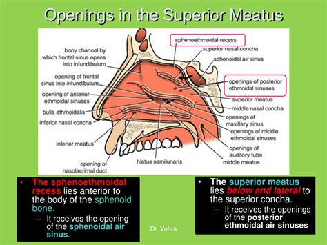 PPT - NASAL CAVITY AND PARANASAL SINUSES PowerPoint Presentation, free ...