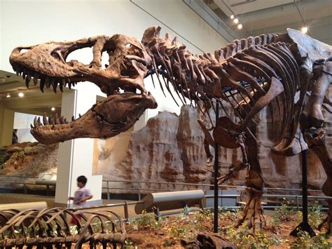 Tyrannosaurus Rex skeleton, Hall of Dinosaurs, Carnegie Museum of ...