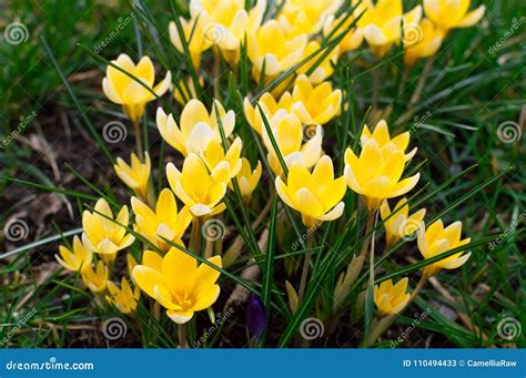 Light Yellow Crocuses Flowers in Garden. Alpine Crocuses. Close Up ...