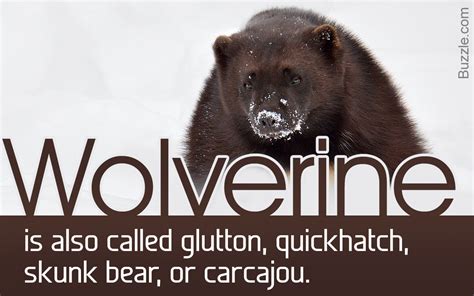 Impeccably Astonishing Facts About Wolverines