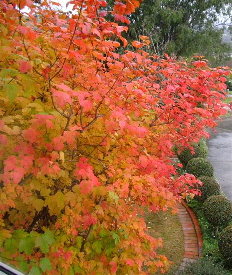 Viburnam (snowball bush) in its blaze of autumn colour. | Plants, Fall ...