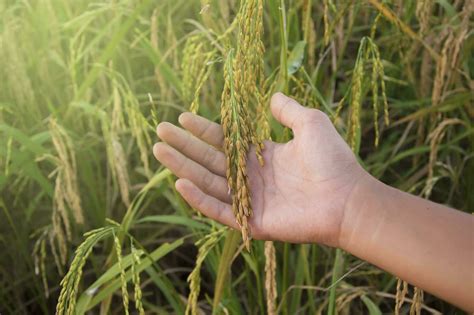 rice field with hand holding rice plant 33169157 Stock Photo at Vecteezy