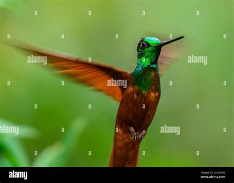 A male Rainbow Starfrontlet (Coeligena iris) hummingbird hovering in mid air. Ecuador, South ...