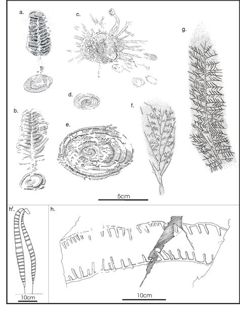 [PDF] EDIACARAN FOSSILS FROM THE BONAVISTA PENINSULA (AVALON ZONE ...